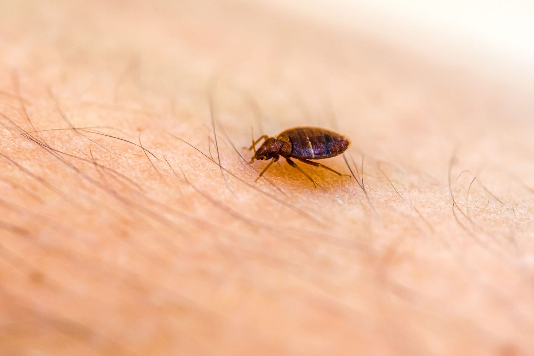 Professional Affordable Bed Bug Control with Expert Care